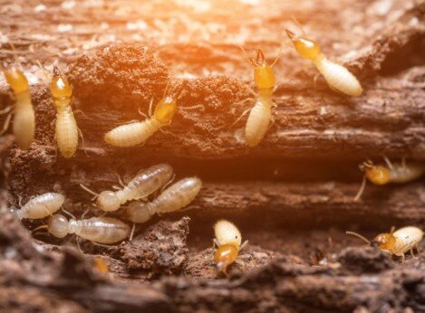 Traitement de charpent termite angoulême